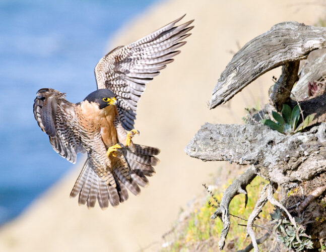 Human impact on bird populations